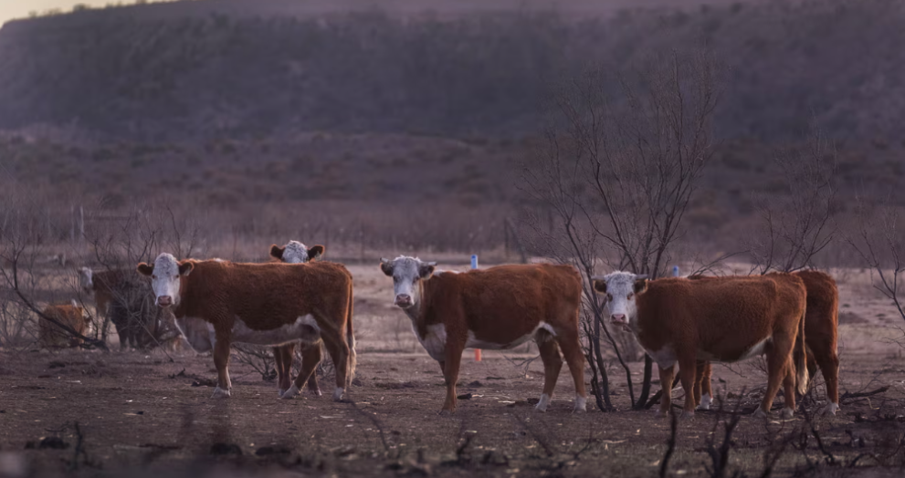 Texas wildfire puts spotlight on cattle ranchers and climate extremes: ‘so badly burned they can’t be saved’
