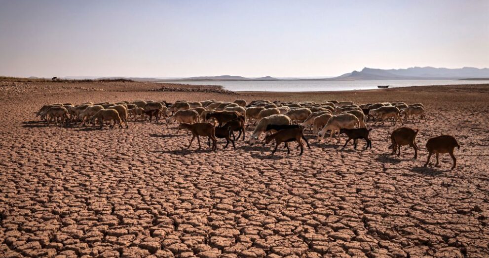 Agriculture Minister Reports Impact of Repeated Droughts on Morocco's Livestock