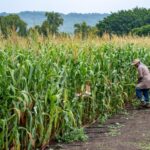 Haiti’s Capital Plunged Into Chaos as Armed Gangs Kill and Displace Residents