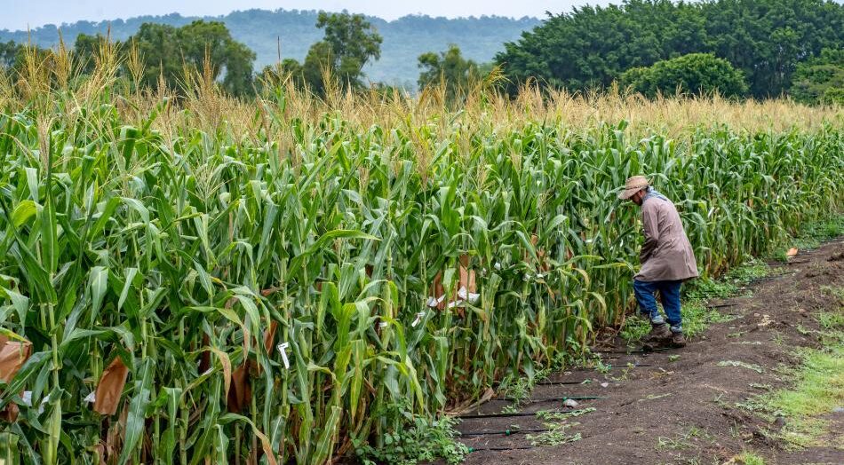 Mexico Passes Constitutional Ban on Genetically Modified Corn Farming