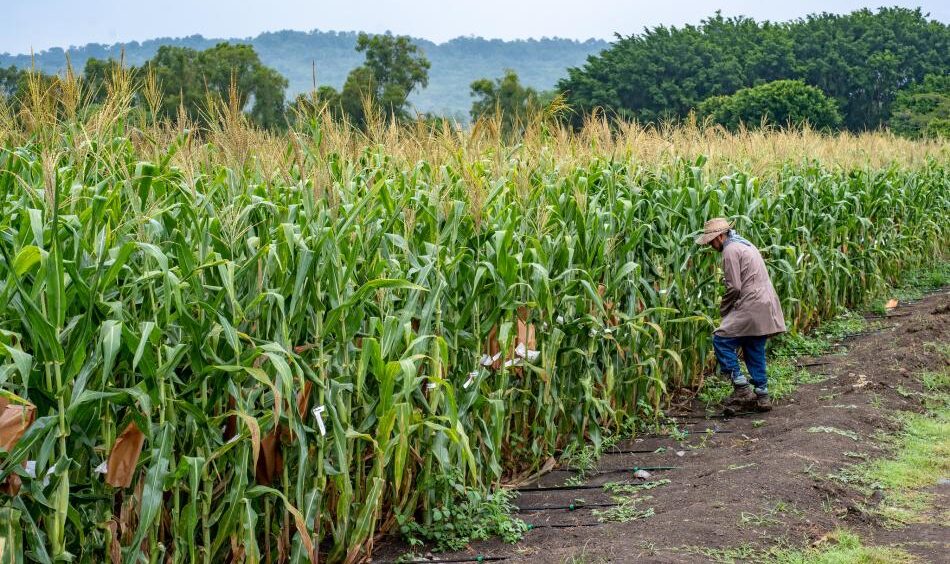 Mexico Passes Constitutional Ban on Genetically Modified Corn Farming