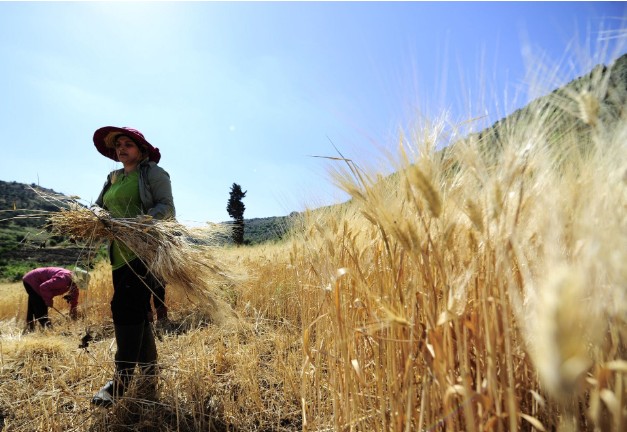 The Intersection Of Wwi + Wwii And The War On Farming