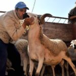 Trump Confirms Zelenskyy Visit to Finalize Ukraine Minerals Deal Amid Ongoing Conflict