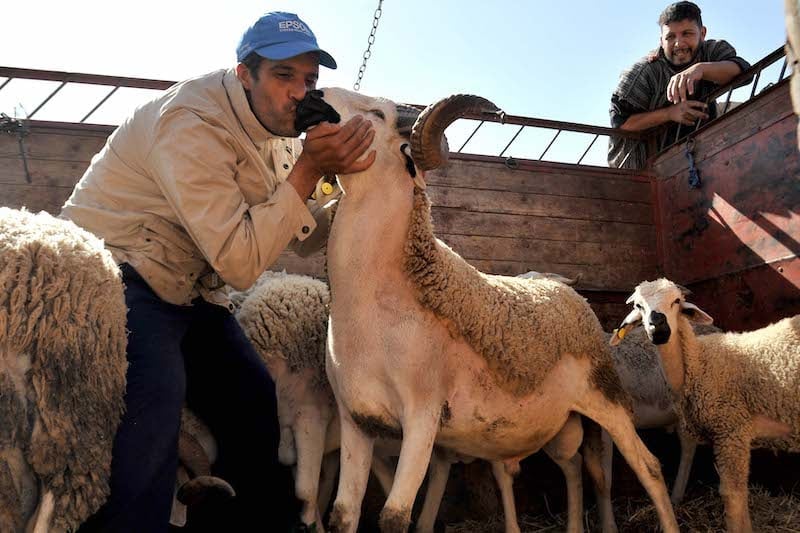 King Mohammed VI Urges Rethinking Traditional Livestock Practices Amid Severe Drought and Livestock Shortage
