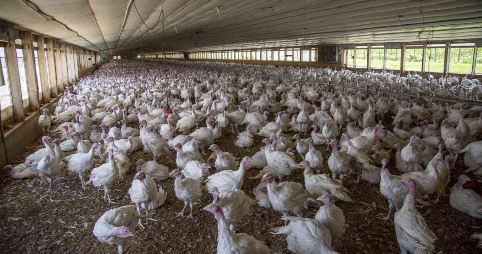 China Lifts Two-Year Poultry Import Ban on Argentina
