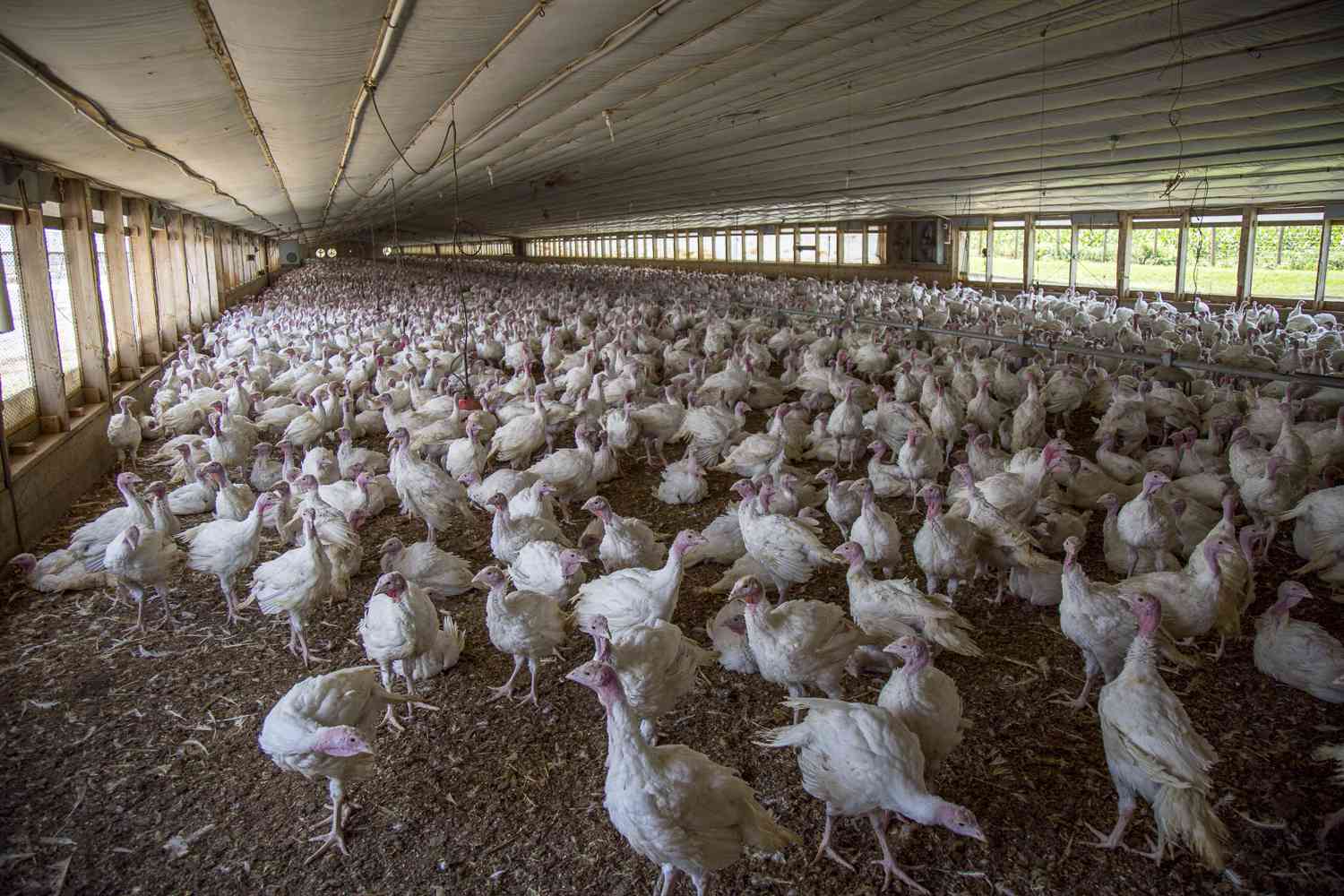 China Lifts Two-Year Poultry Import Ban on Argentina