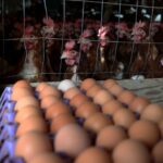 The Nestlé Boycotts Of 1977 And 1984