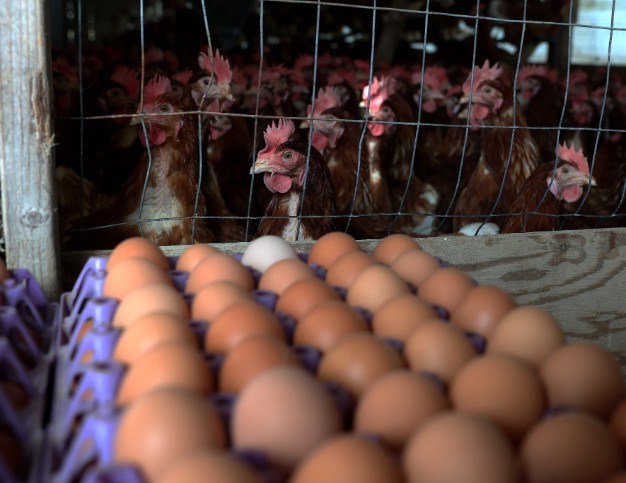Egg Prices Plummet After Trump Unveiled Plan to Reverse Biden's Bird Flu Mess