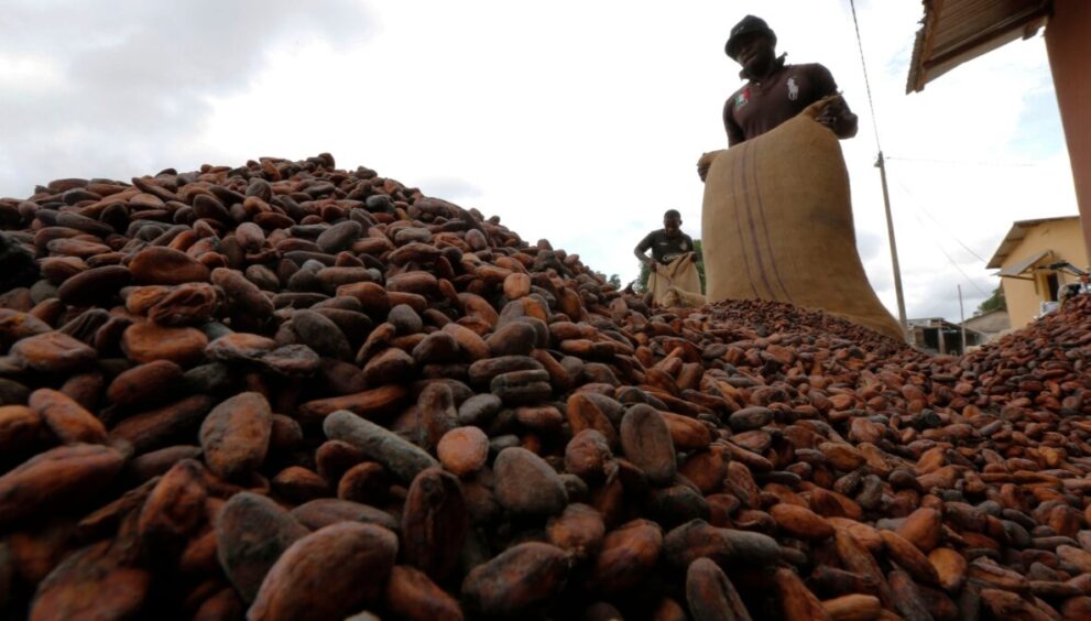 Ivory Coast Considers Raising Cocoa Prices in Response to U.S. Tariffs
