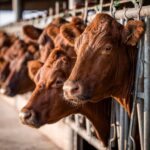 Trump Pressures House Republicans to Back ‘One Big Beautiful Bill’ Amid Internal Divisions