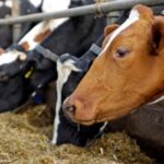 U.S. Strike on Iran Sparks Investor Fears: Oil Prices Set to Surge, Global Markets on Edge