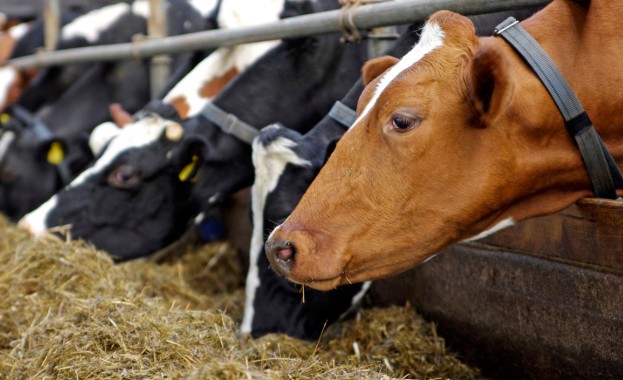 Farmers Warning Over “TOXIC” Bovaer