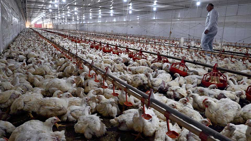 Brazil’s BRF Anticipates China and Europe to Resume Chicken Imports Soon