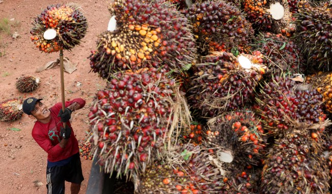 Indonesian Military Seizes Control of Palm Oil Plantation in Borneo Amid Industry Crackdown